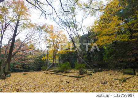 イチョウと仁王像（大分県国東市旧千燈寺） 132759987