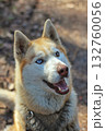 A close-up portrait of a happy husky with striking blue eyes and an open mouth, set against a soft, blurred forest background with bokeh. Concept of joyful companionship and wild spirit. 132760056