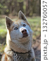 A striking Siberian husky with heterochromatic blue and brown eyes gazes upwards, with a blurred forest background. Concept of natural beauty and loyal companionship. 132760057