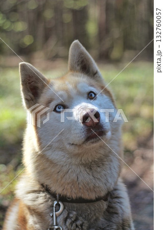 A striking Siberian husky with heterochromatic blue and brown eyes gazes upwards, with a blurred forest background. Concept of natural beauty and loyal companionship. 132760057