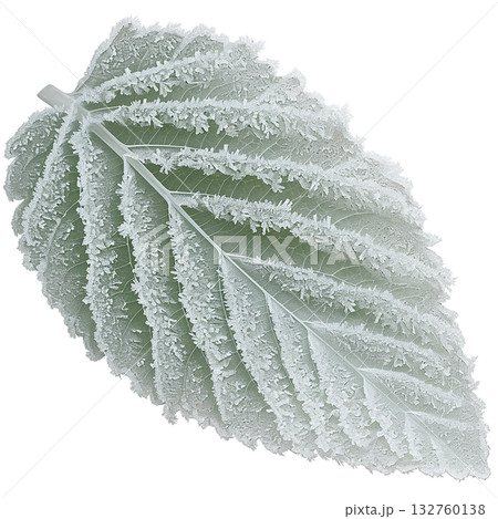 霜の付いた葉　冬のナチュラル素材　切り抜きイラスト 132760138