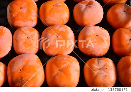 収穫された平核無し柿の実 収穫された平核無し柿の実 132760171