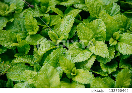 beautiful green leaves of melissa.  132760463