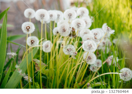 Delicate fluffy afterflowers of dandelions in the meadows on sunny spring days. Delicate fluffy afterflowers of dandelions in the meadows on sunny spring days. 132760464