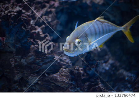 Golden trevally - Gnathanodon speciosus. Trevally close-up. Trevally fish in an aquarium.  132760474