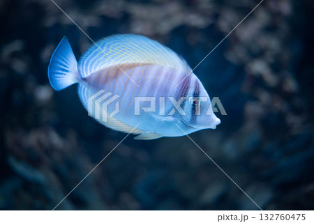 Swallowtail Surgeon - Zebrasoma velifer, Pacific Swallowtail Surgeon, Purple Swallowtail Surgeon or Sailfin Surgeon Fish is a marine ray-finned fish belonging to the family Acanthuridae.  132760475