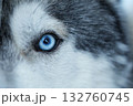 A striking extreme close-up of a husky's bright blue eye, showcasing its piercing gaze and the texture of its fur. Concept of animalistic intensity and piercing gaze. 132760745