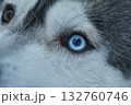 An extreme close-up captures the captivating blue eye of a husky, surrounded by its soft fur, reflecting its surroundings. Concept of the soul in the eye and wild ancestry 132760746