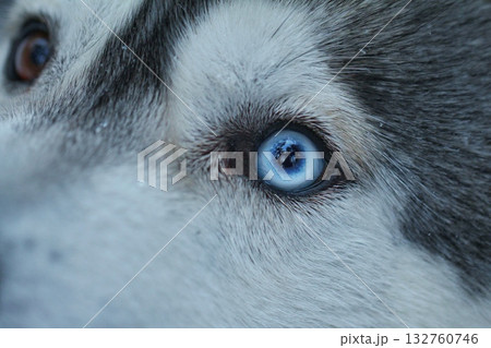 An extreme close-up captures the captivating blue eye of a husky, surrounded by its soft fur, reflecting its surroundings. Concept of the soul in the eye and wild ancestry An extreme close-up captures the captivating blue eye of a husky, surrounded by its soft fur, reflecting its surroundings. Concept of the soul in the eye and wild ancestry 132760746