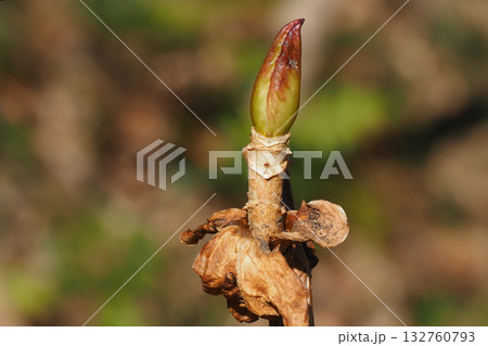 アジサイの葉痕と冬芽 132760793