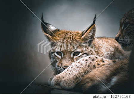 Eurasian lynx resting peacefully with focused eyes in soft light 132761168