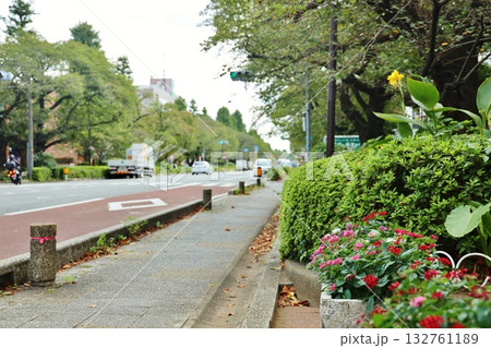 国立大学通り 国立大学通り 132761189