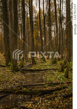Autumn forest with trees and small stream, nature landscape background in Poland Autumn forest with trees and small stream, nature landscape background in Poland 132761337