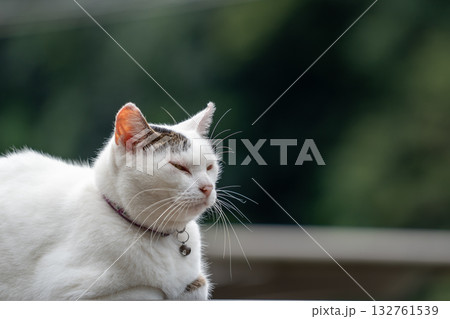 白猫の休憩 白猫の休憩 132761539