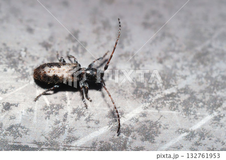 ヘリグロチビコブカミキリ 132761953