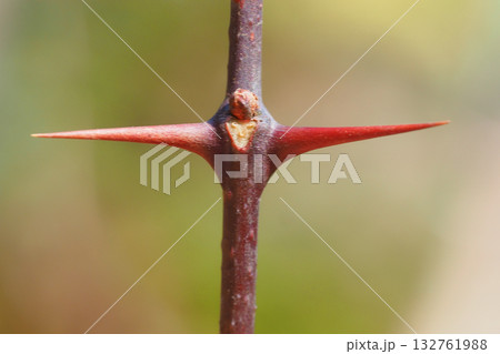 サンショウの葉痕と冬芽 132761988