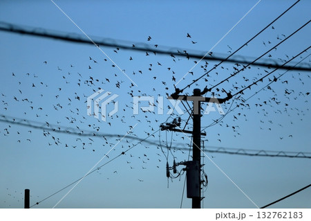 鳥の群れ（ムクドリ） 132762183