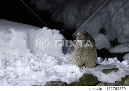 雪が積もった川でシマフクロウが魚を捕る直前、あたりを警戒している様子 132762279