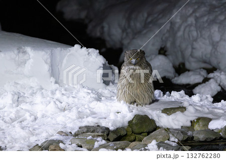 雪が積もった川でシマフクロウが魚を捕る直前 132762280