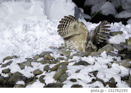 雪が積もった川でシマフクロウが川に飛び込んで魚を捕る瞬間 雪が積もった川でシマフクロウが川に飛び込んで魚を捕る瞬間 132762293