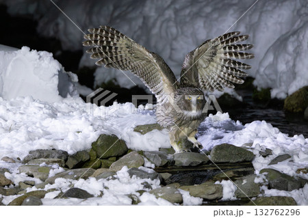 雪が積もった川でシマフクロウが魚を取って飛び立つ瞬間 132762296