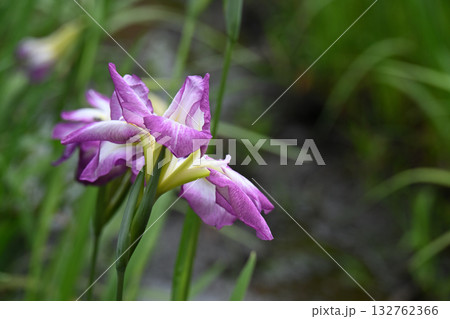 天女の冠・花菖蒲 天女の冠・花菖蒲 132762366