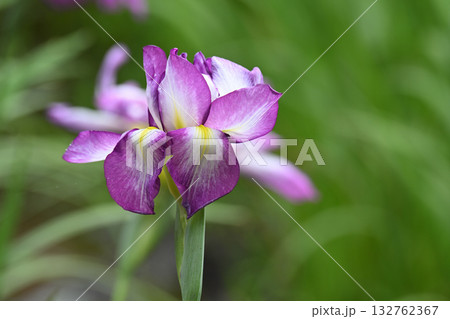 天女の冠・花菖蒲 天女の冠・花菖蒲 132762367