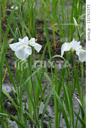 有馬川・花菖蒲 132762371