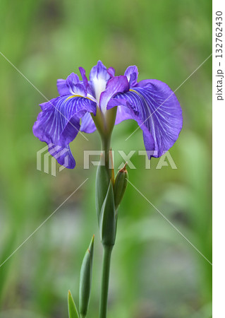 五色の珠・花菖蒲 五色の珠・花菖蒲 132762430