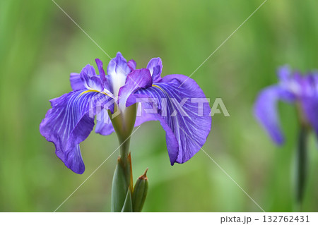 五色の珠・花菖蒲 五色の珠・花菖蒲 132762431