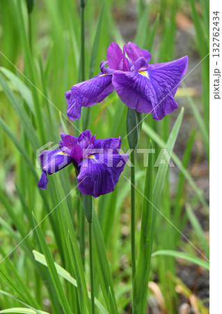 小紫・花菖蒲 132762434