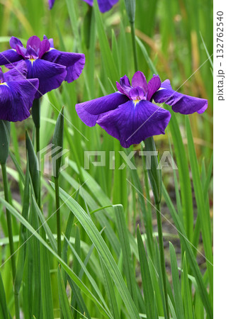 大淀・花菖蒲 132762540