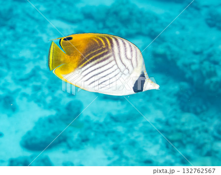 トゲチョウチョウオ。美しいサンゴ礁と熱帯魚の群れ。 安室島沖縄県 島尻郡慶良間諸島座間味島-2025 132762567