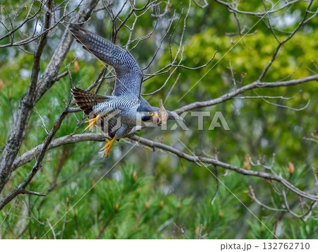 スズメを咥えて飛び出す繁殖期のハヤブサ成鳥 スズメを咥えて飛び出す繁殖期のハヤブサ成鳥 132762710