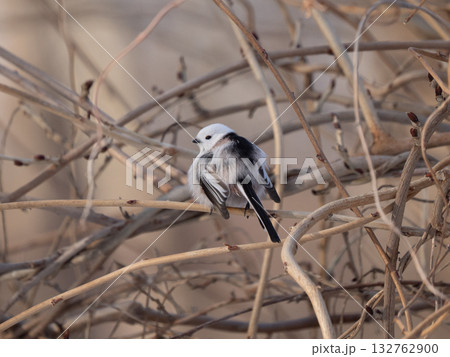 冬の公園の藤棚で毛づくろいを中断し後ろを向いているシマエナガ 132762900