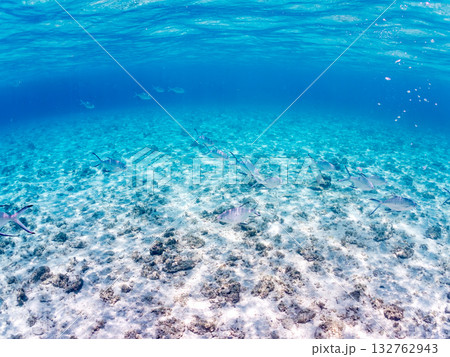 コバンアジ群れの半水面撮影。美しいサンゴ礁と熱帯魚の群れ。 嘉比島沖縄県 島尻郡慶良間諸島座間味島 132762943