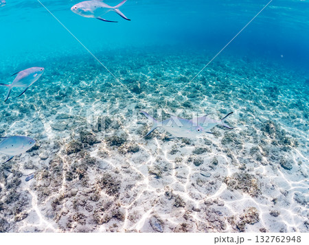 コバンアジ群れの半水面撮影。美しいサンゴ礁と熱帯魚の群れ。 嘉比島沖縄県 島尻郡慶良間諸島座間味島 コバンアジ群れの半水面撮影。美しいサンゴ礁と熱帯魚の群れ。 嘉比島沖縄県 島尻郡慶良間諸島座間味島 132762948