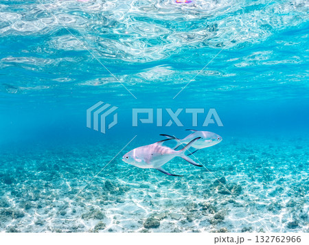 コバンアジ群れの半水面撮影。美しいサンゴ礁と熱帯魚の群れ。 嘉比島沖縄県 島尻郡慶良間諸島座間味島 132762966