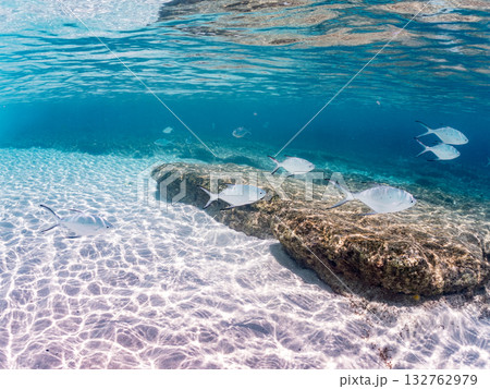 コバンアジ群れの半水面撮影。美しいサンゴ礁と熱帯魚の群れ。 嘉比島沖縄県 島尻郡慶良間諸島座間味島 132762979