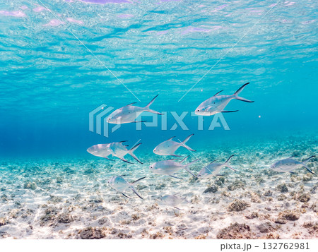 コバンアジ群れの半水面撮影。美しいサンゴ礁と熱帯魚の群れ。 嘉比島沖縄県 島尻郡慶良間諸島座間味島 132762981