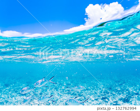 コバンアジ群れの半水面撮影。美しいサンゴ礁と熱帯魚の群れ。 嘉比島沖縄県 島尻郡慶良間諸島座間味島 132762994