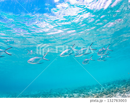 コバンアジ群れの半水面撮影。美しいサンゴ礁と熱帯魚の群れ。 嘉比島沖縄県 島尻郡慶良間諸島座間味島 132763003