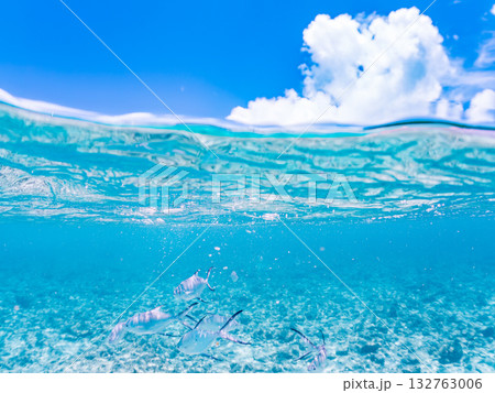 コバンアジ群れの半水面撮影。美しいサンゴ礁と熱帯魚の群れ。 嘉比島沖縄県 島尻郡慶良間諸島座間味島 132763006