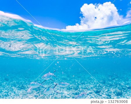 コバンアジ群れの半水面撮影。美しいサンゴ礁と熱帯魚の群れ。 嘉比島沖縄県 島尻郡慶良間諸島座間味島 132763008