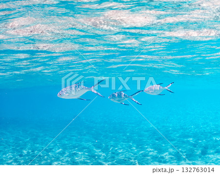 コバンアジ群れの半水面撮影。美しいサンゴ礁と熱帯魚の群れ。 嘉比島沖縄県 島尻郡慶良間諸島座間味島 132763014