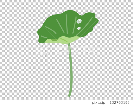 蓮の葉と水滴のイラスト 蓮の葉と水滴のイラスト 132763193