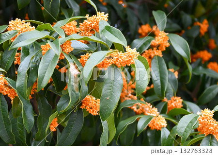 キンモクセイ　Fragrant olive 132763328