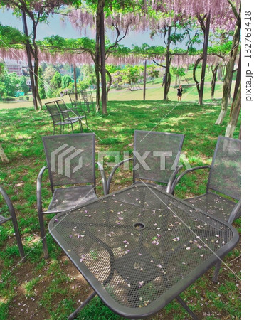 津市　かざはやの里　藤の花散るテーブルとイス 132763418