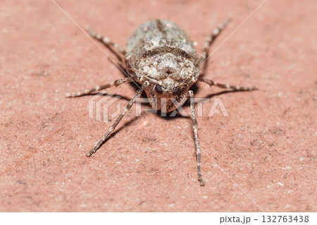 フユシャクの一種(メス・成虫) フユシャクの一種(メス・成虫) 132763438