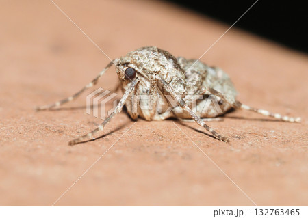 フユシャクの一種(メス・成虫) フユシャクの一種(メス・成虫) 132763465